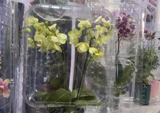Flower packaging display for online sales and distribution 